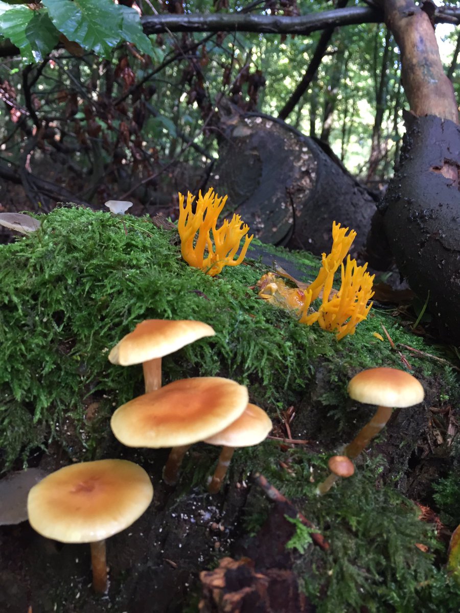 Wineke_dB's tweet photo. Herfstwandeling deel II - met heel veel paddenstoelen bij Kasteel #Slangenburg #Doetinchem #herfst https://t.co/7Fhzh4X92z