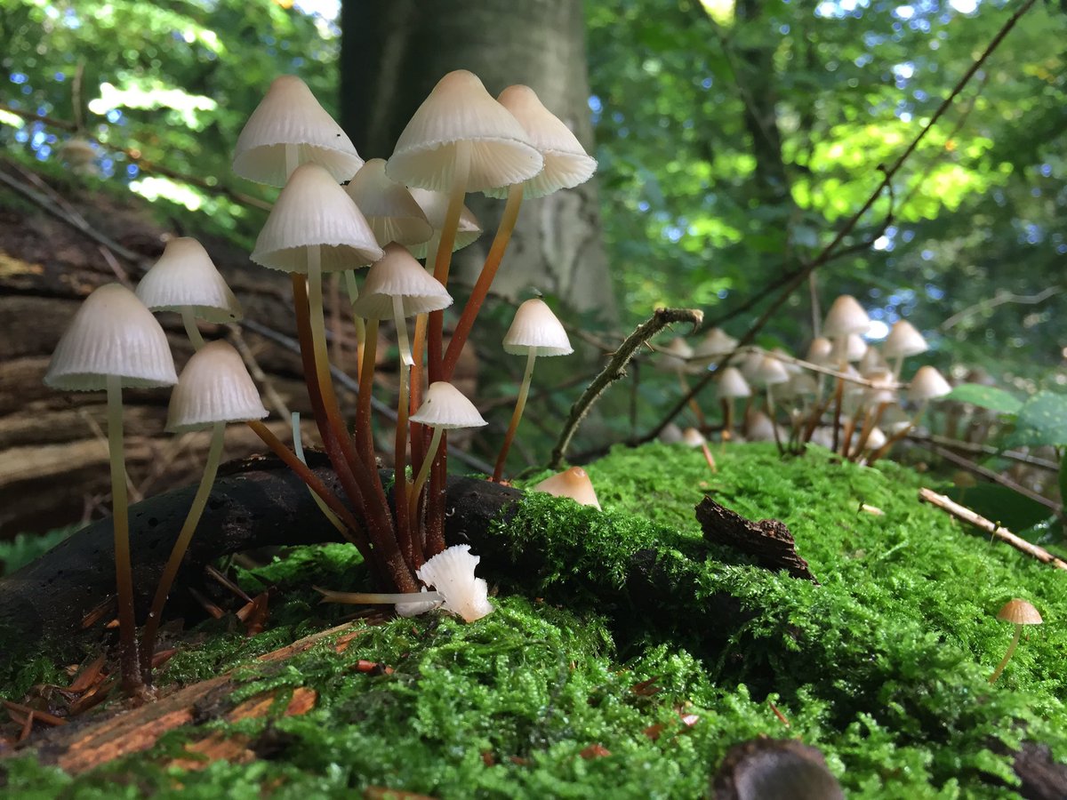 Wineke_dB's tweet photo. Herfstwandeling deel I - met heel veel paddenstoelen bij Kasteel Slangenburg #Doetinchem #herfst https://t.co/Ow5Xh2kuWD