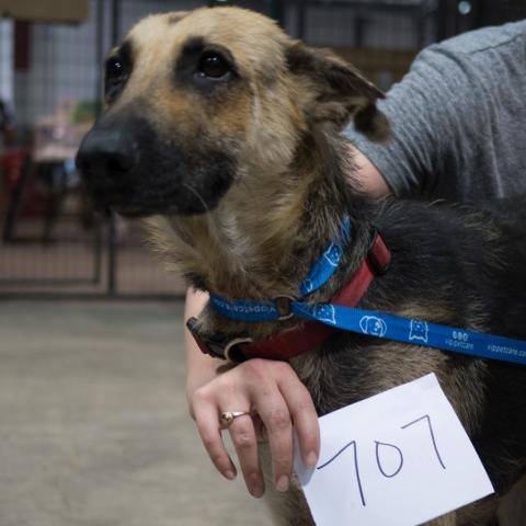 HurricanesPets's tweet photo. Facebook link: https://t.co/8nlK8mVfEN #Houston #Ridgestone #Ridgecreek #BestFriends #HurricaneHarveyPets
HHER-A… https://t.co/ASqCr2ylA1 https://t.co/okOEvnEwDE