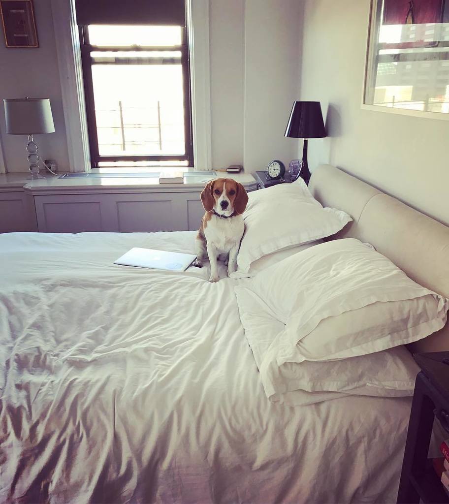 CanelaMielConil's tweet photo. What do you mean by "you can't be on my bed"? @lucy4paws101 #beagle #beaglepuppy #cheeky https://t.co/rVO6YyFwrT
