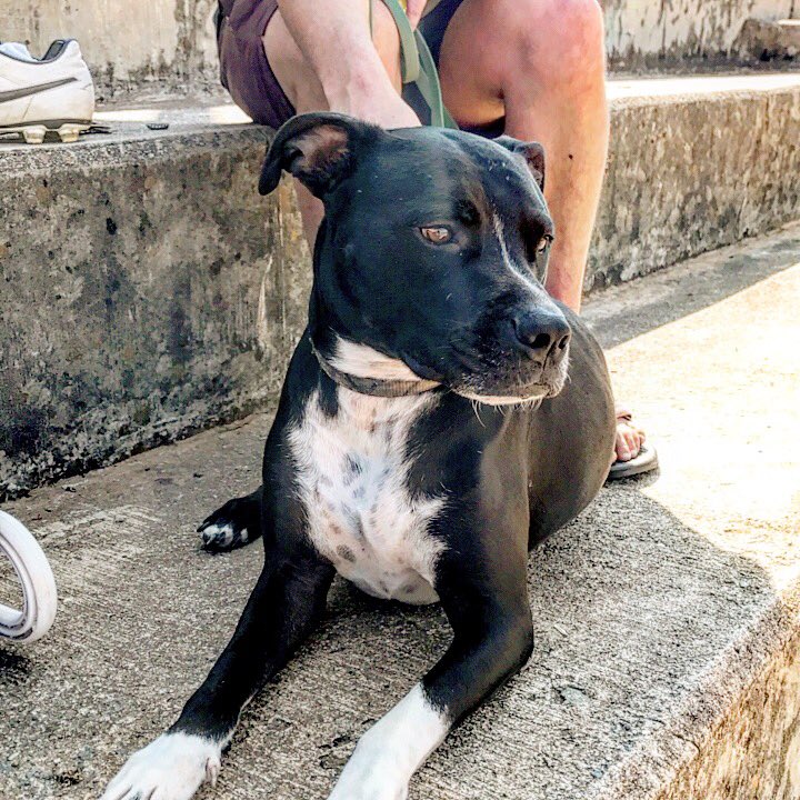 THV11's tweet photo. How are you spending your #SundayFunday? Jangles is playing kickball at Interstate Park with #LRKA! #BeOn11 [📸: @Beezy_s_baby] https://t.co/2mVRyy6wiG
