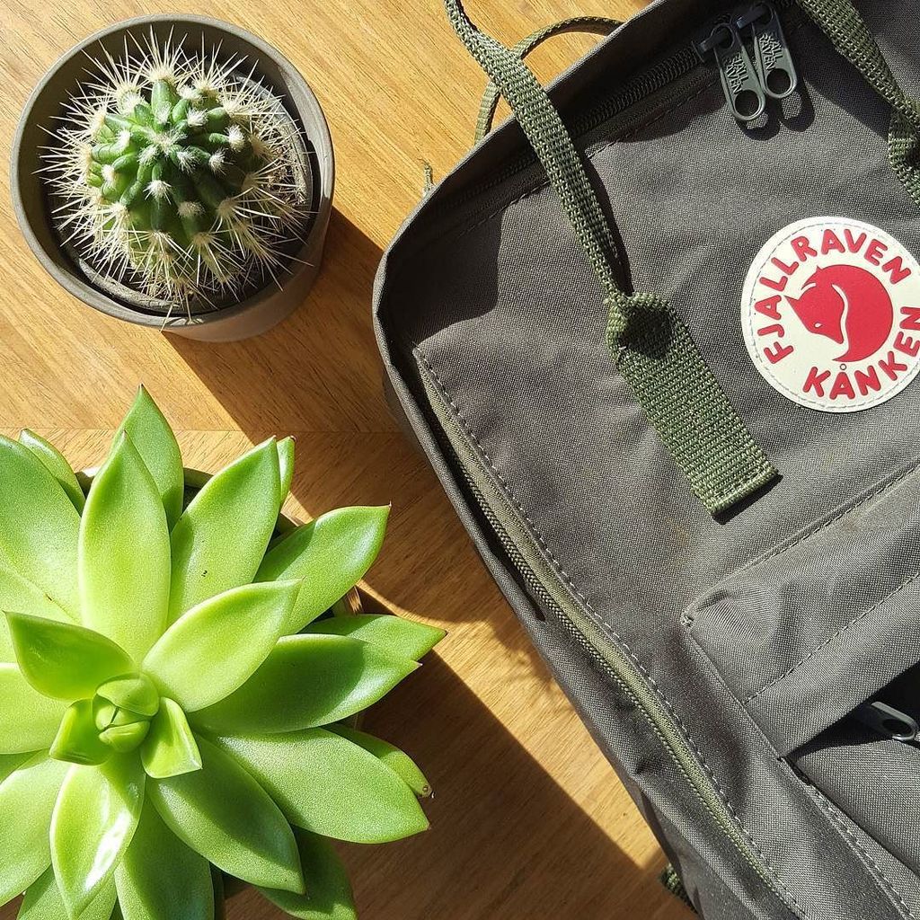 Seedhouseplants's tweet photo. Having a green day 🌵🌵🌵
.
#seedhouseplants #fjallravenkanken #urbanjungle #plantsmakepeoplehappy #plantsofinstagra… https://t.co/v3Kmwz8eEF https://t.co/0JyssUGLgx