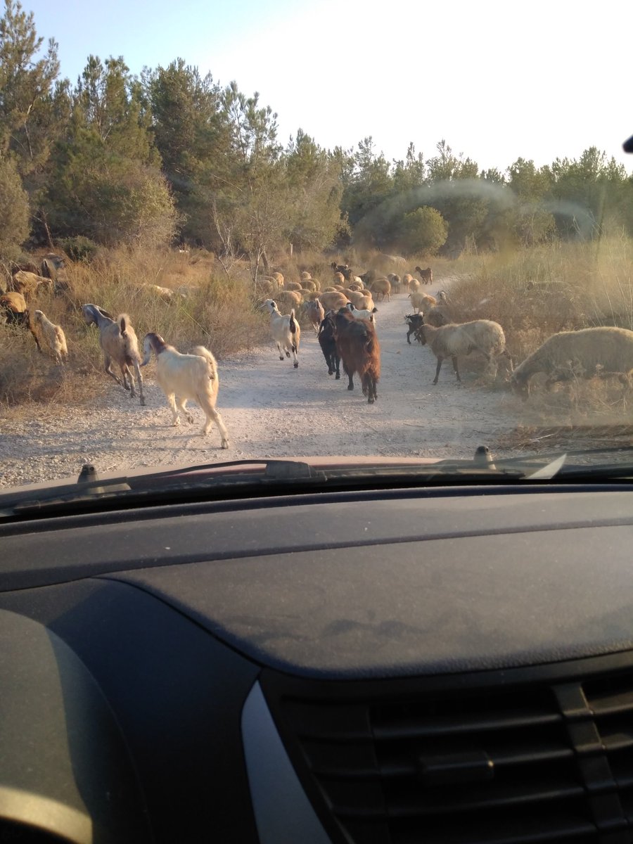 mosheeshel's tweet image. I hit a #GoatJam on the commute to @Kenshoo #Modiin office. +40% my normal ride (a whopping 2 minutes!) #WorkLifeBalance