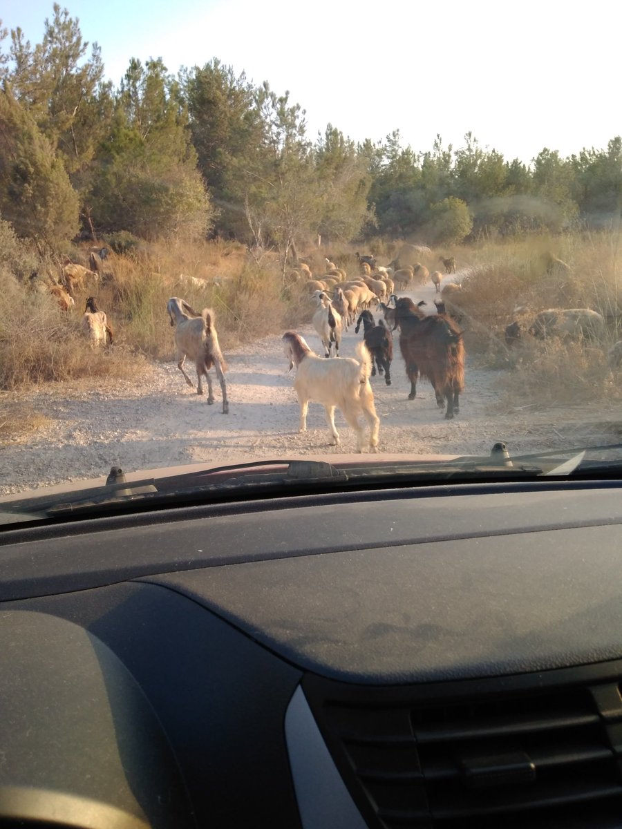 mosheeshel's tweet image. I hit a #GoatJam on the commute to @Kenshoo #Modiin office. +40% my normal ride (a whopping 2 minutes!) #WorkLifeBalance