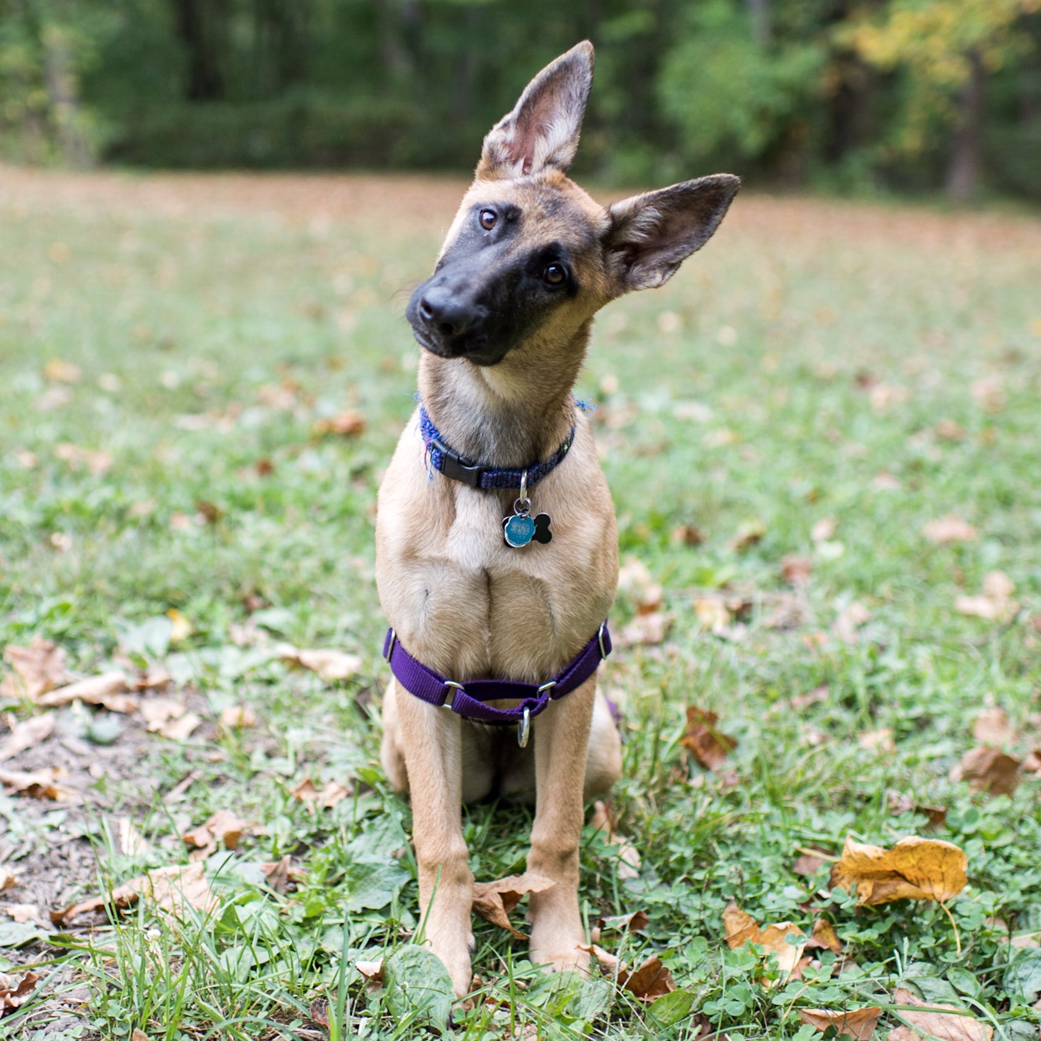 malinois german shepherd mix 11 dangerously fluffy german shepherd mixes prirewe