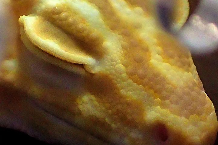 rshamr's tweet image. reptile #macros #microscopemode #tg4 (view on Instagram j.mp/2g22D36) j.mp/2xJ78cU