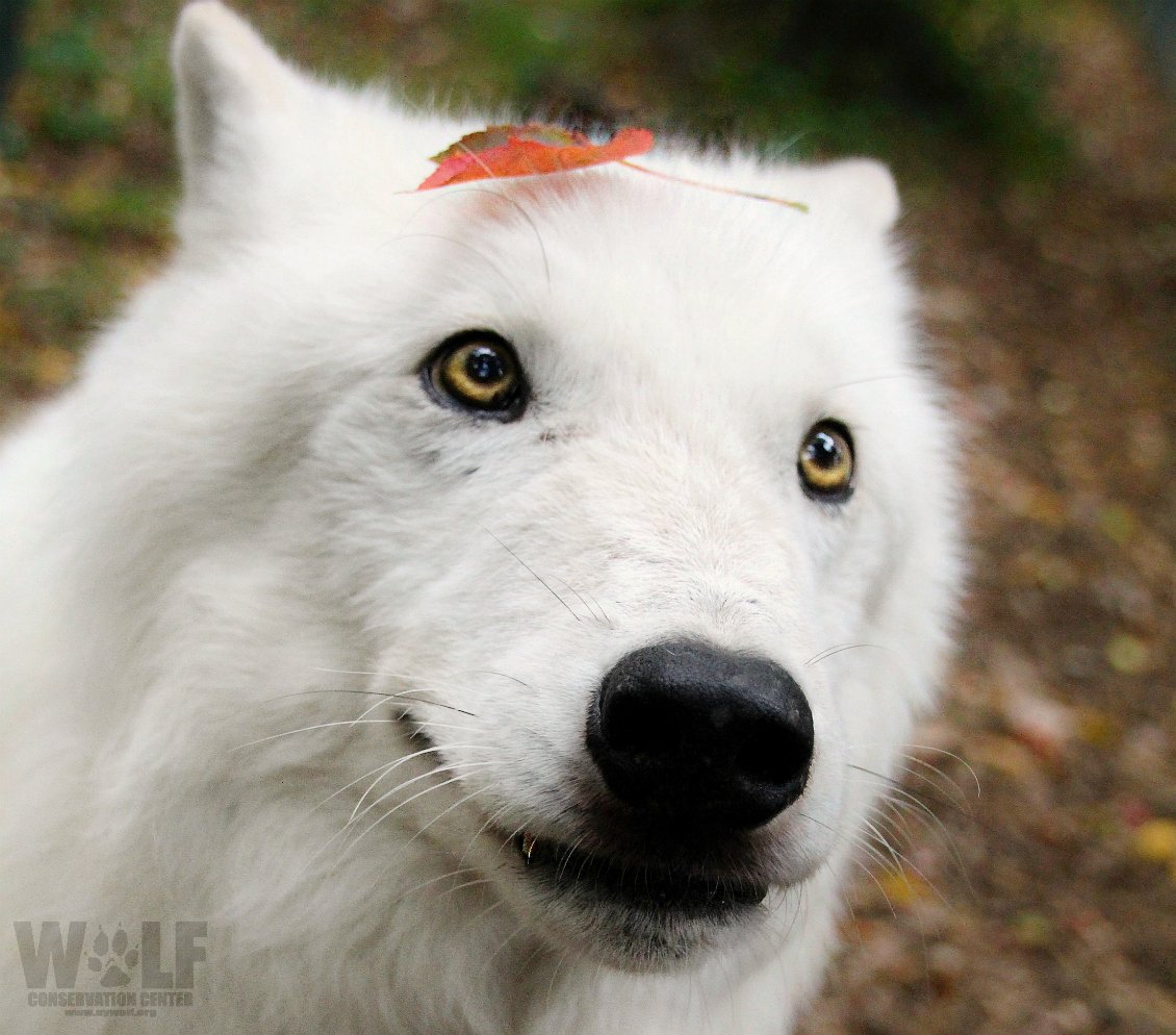 nywolforg's tweet photo. Hello, #October! https://t.co/52h8qxRuvf