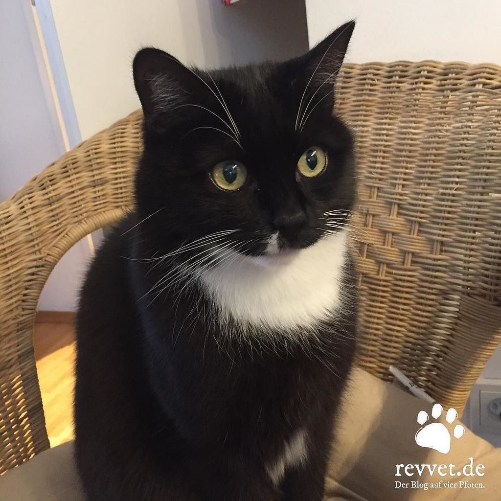 Revvet_de's tweet photo. Sonntagskater. ❤️ #cat #cats #catcontent #catstagram #catsofinstagram #instacat #ilovemycat #bestmeow #meow #katze #katzencontent #catsofth… https://t.co/hxpOoStQNI