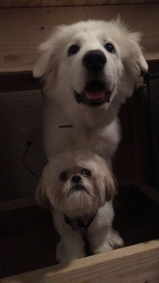LOinthelonestar's tweet photo. June to now. My sweet George ❤️ https://t.co/Gd2QASamNA