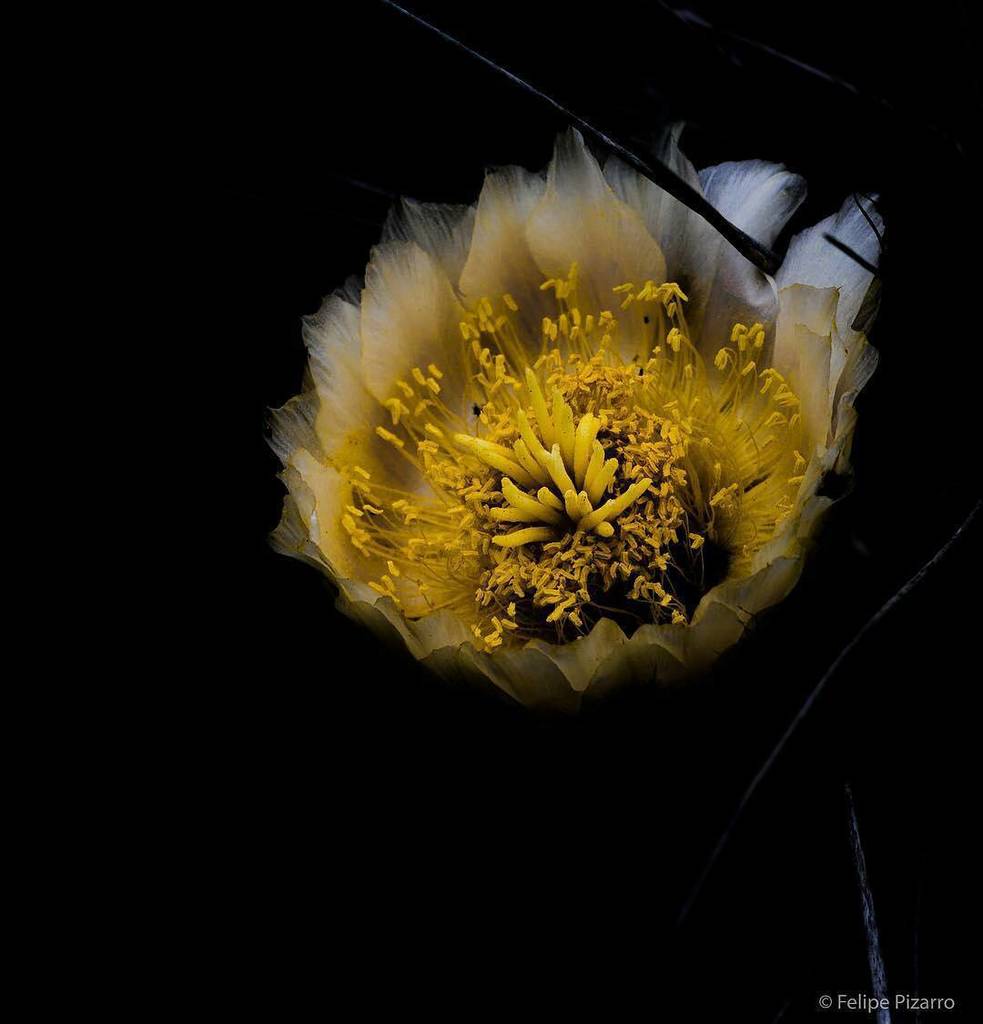 AChilepoh's tweet photo. 📷 @pipepizarro - Flor de Cactus con juegos de exposición. Desierto florido . Región de Atacama. Chile. #landscape #flowers #cactus #exposu… https://t.co/JYg3lMexwa