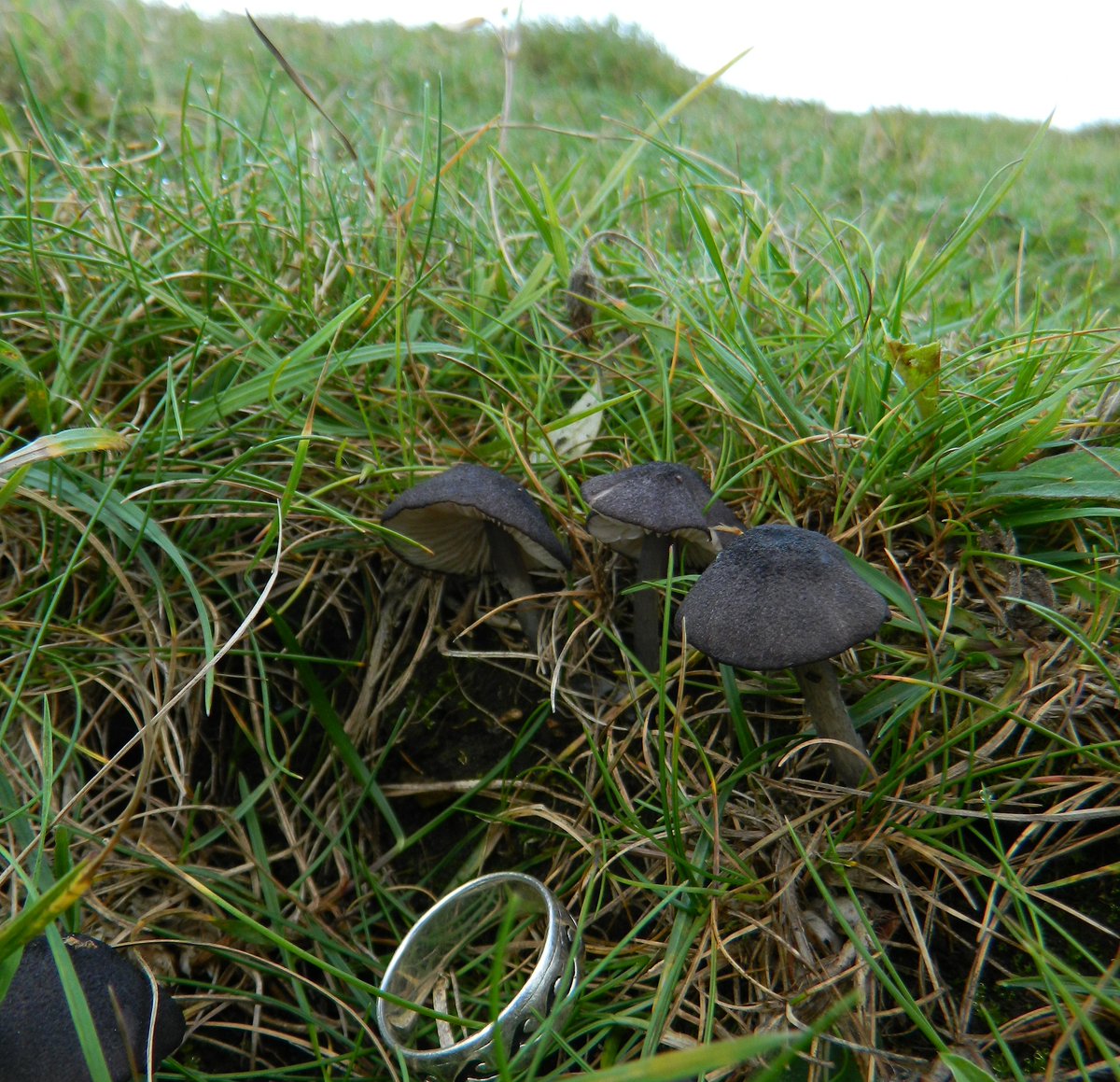 Reefpaths's tweet photo. Extraordinary blue-black capped mushrooms growing on #TunstallHils – possibly Blue Edge Pinkgill (Entoloma serrulatum) https://t.co/IlO4iqYqua  @Britnatureguide @BritMycolSoc https://t.co/3bD5MkINtm