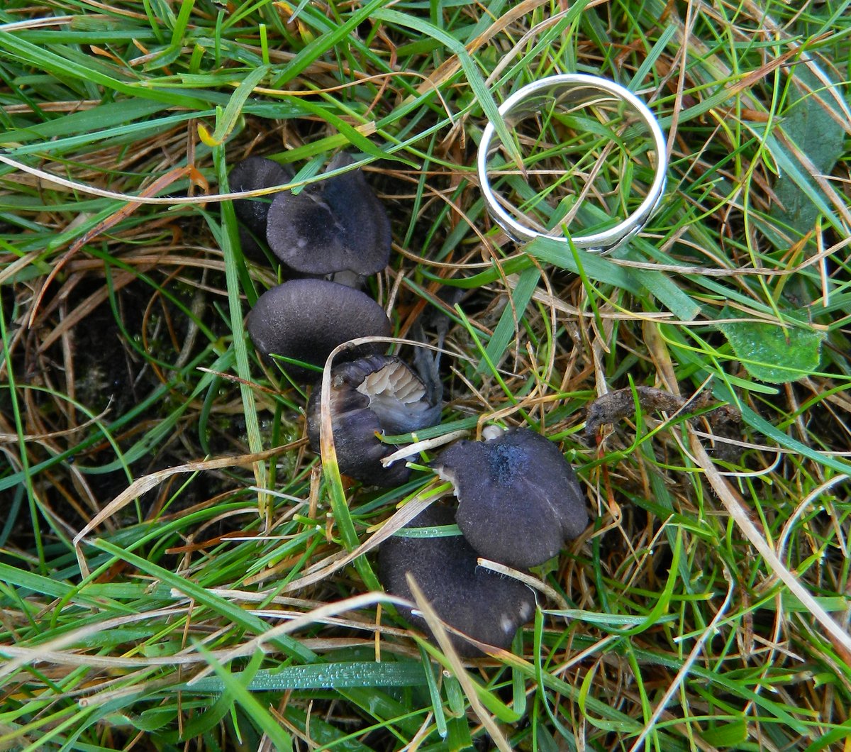 Reefpaths's tweet photo. Extraordinary blue-black capped mushrooms growing on #TunstallHils – possibly Blue Edge Pinkgill (Entoloma serrulatum) https://t.co/IlO4iqYqua  @Britnatureguide @BritMycolSoc https://t.co/3bD5MkINtm