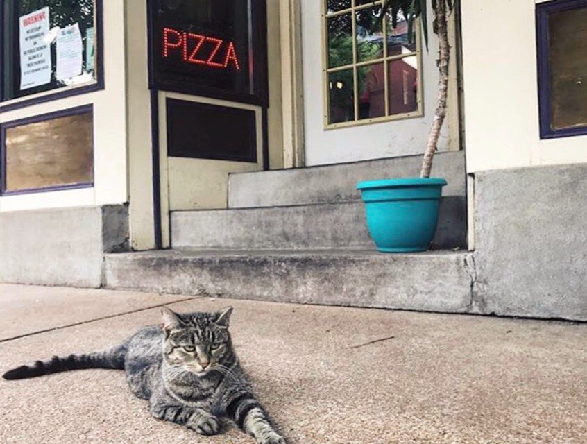 ShopCherokeeSTL's tweet photo. Kevin's place is truly a one-of-kind pizza experience. St. Louis style: made/served/delivered by Kevin himself. (This cat is not Kevin btw) https://t.co/VDJUvkWdtU