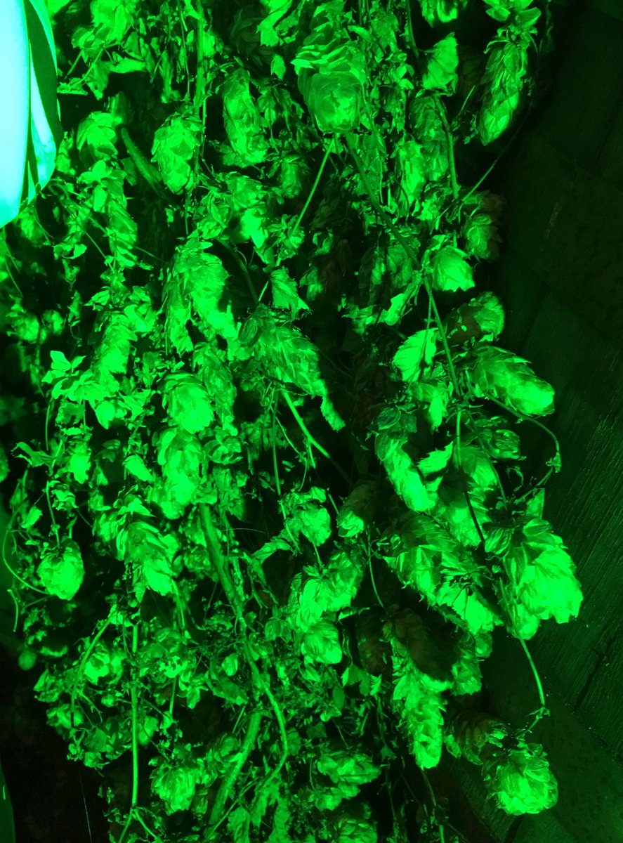 BedlamBrewery's tweet photo. Loading up with gorgeous #greenhop #ales @Darkstarbrewco #Hopfest17 - these guys really know how to throw a party! https://t.co/x8oDPa0O52