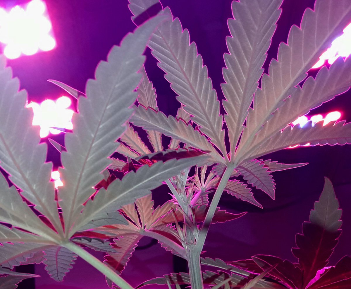 AdrycManellson's tweet photo. Hi @GreenbudSeeds, #ChocoCandy, #LED #R420ZR @LighthouseTents #KitORCA y Sust. #Professional @VitaLinkEU
Inicia floración
#CrewGrande;))) https://t.co/727FX65mZV