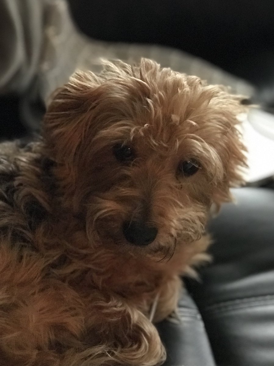 TwoDogsUK tweet picture