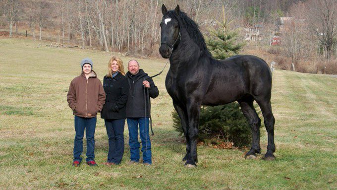 北斗の拳 でラオウが乗ってた黒王号サイズの馬は実在する リアル松風 北斗の拳 でラオウが乗ってた黒王号サイズの馬は実在する リアル松風