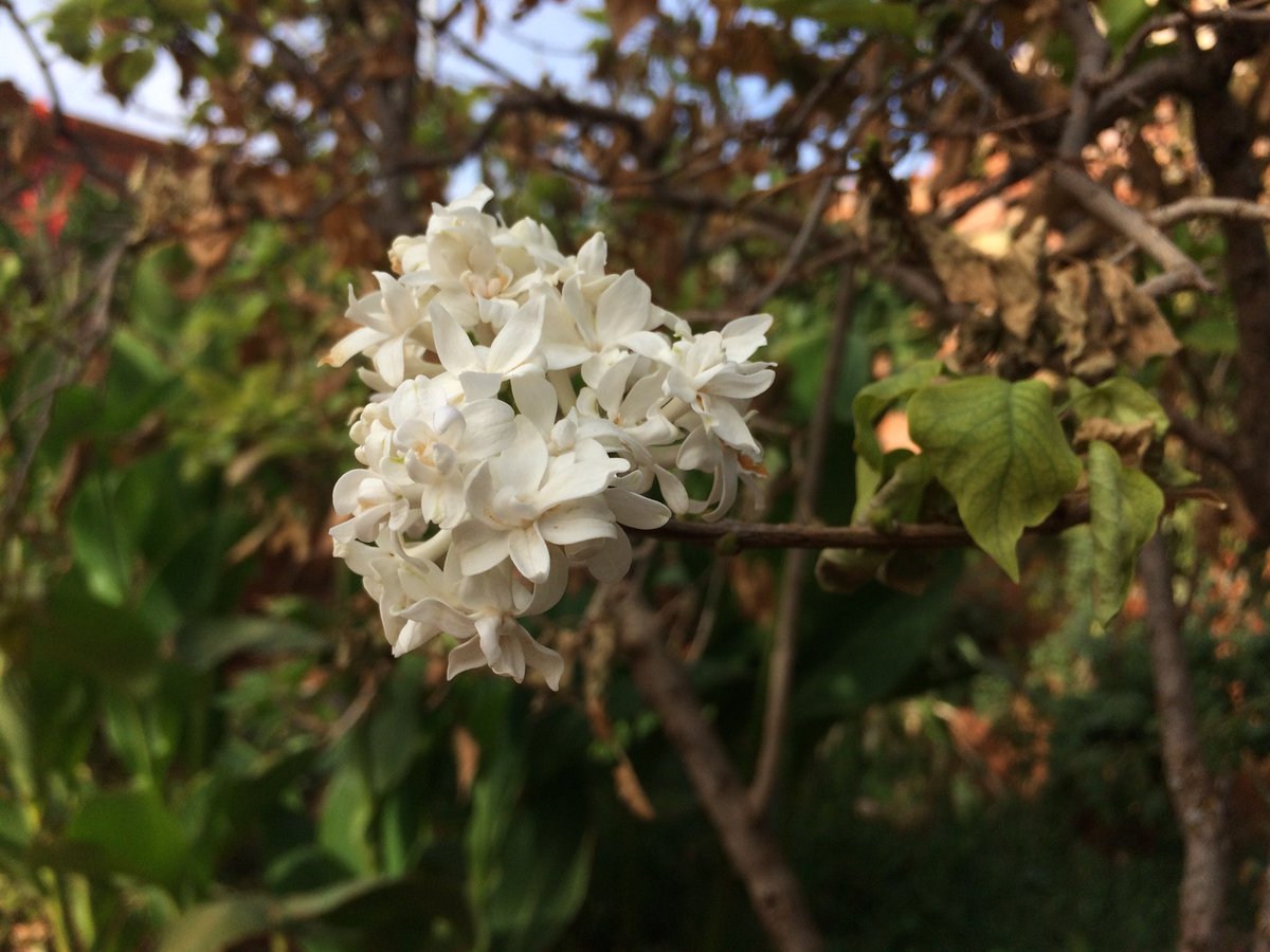 Maximo Arroyo tweet media