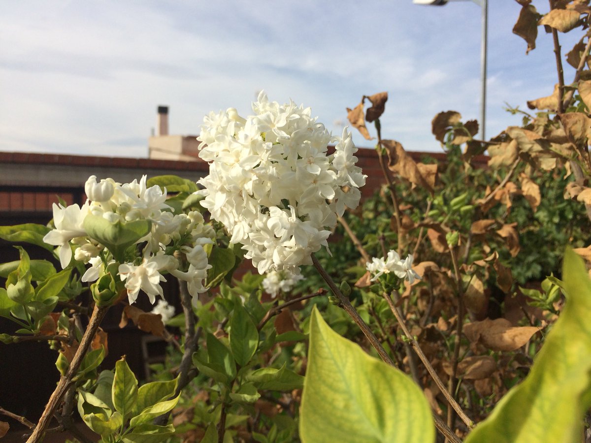 Maximo Arroyo tweet media