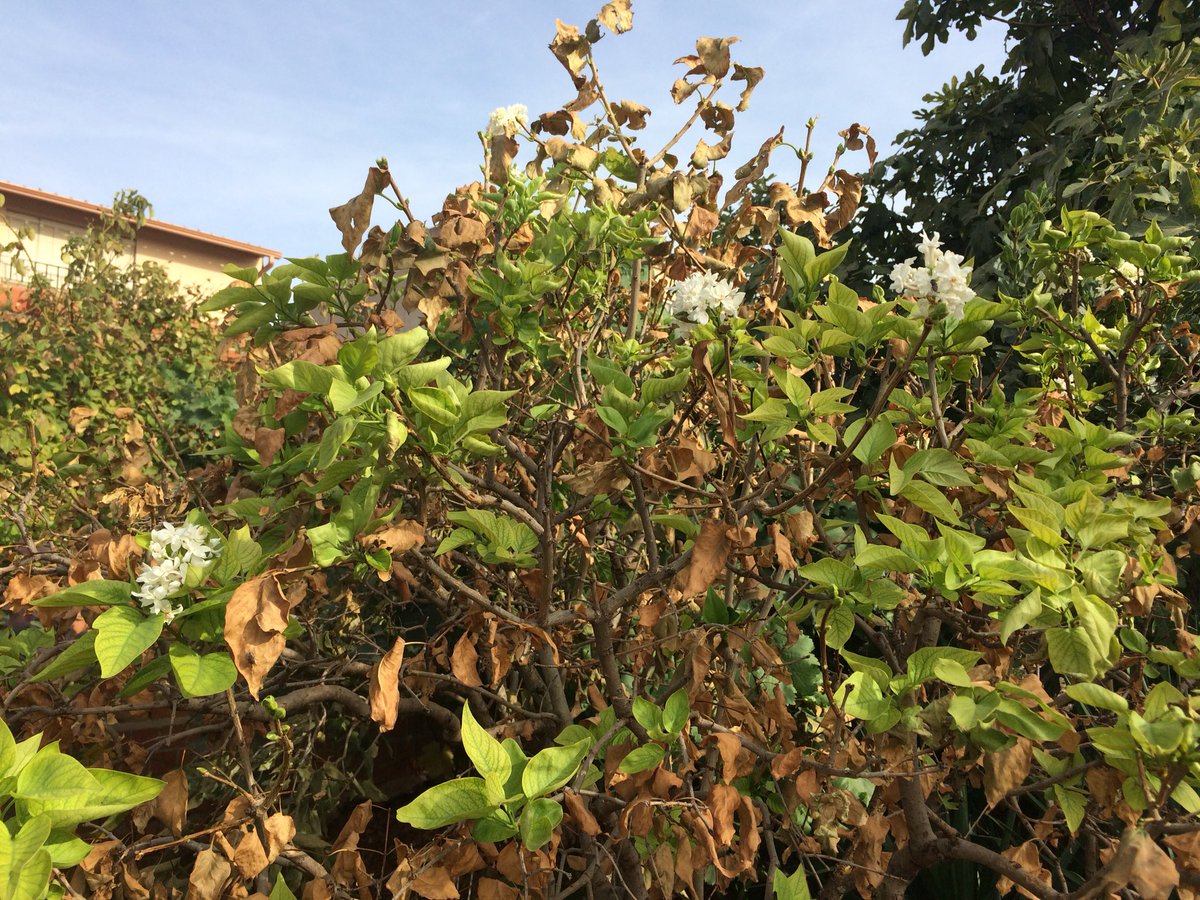 Maximo Arroyo tweet media