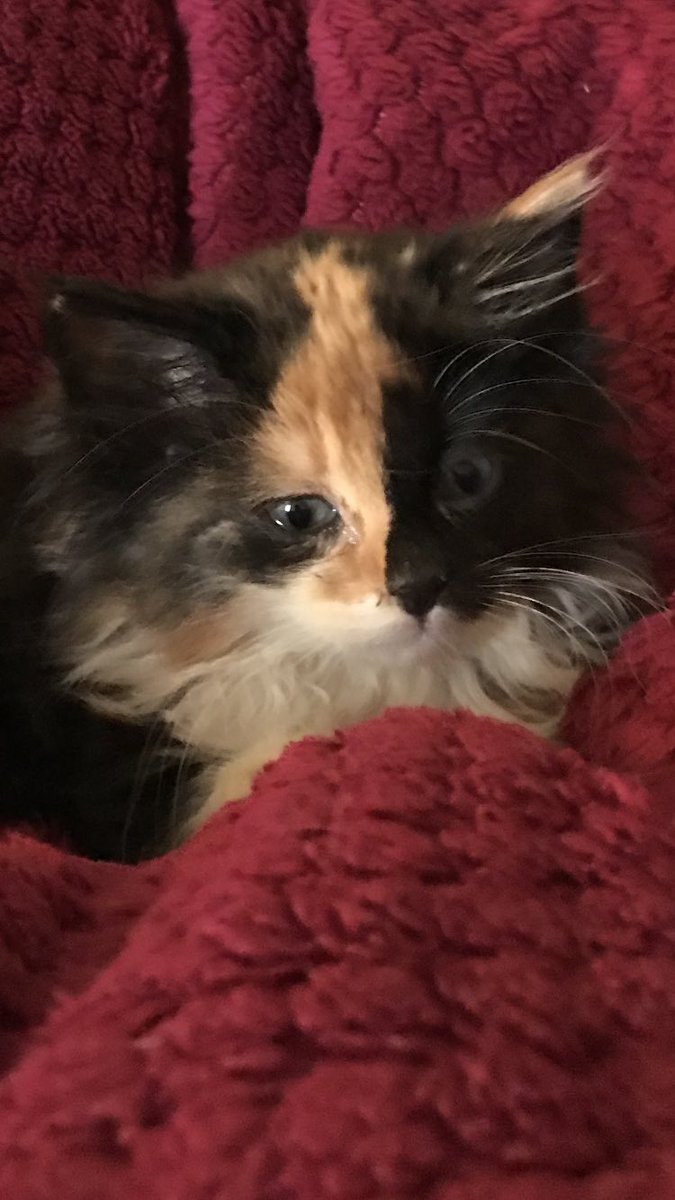 Jlbhart10's tweet photo. My new baby  Lilybelle 🐱🐱 https://t.co/CoYbCI3vd2