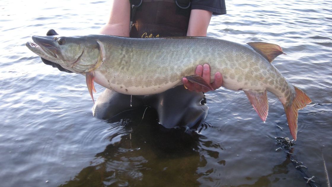 FishingTechTalk's tweet photo. #FishingTechnology: Fall a good time to catch big fish
 - https://t.co/u0tCmzjVWl https://t.co/QBoeBO5oBY