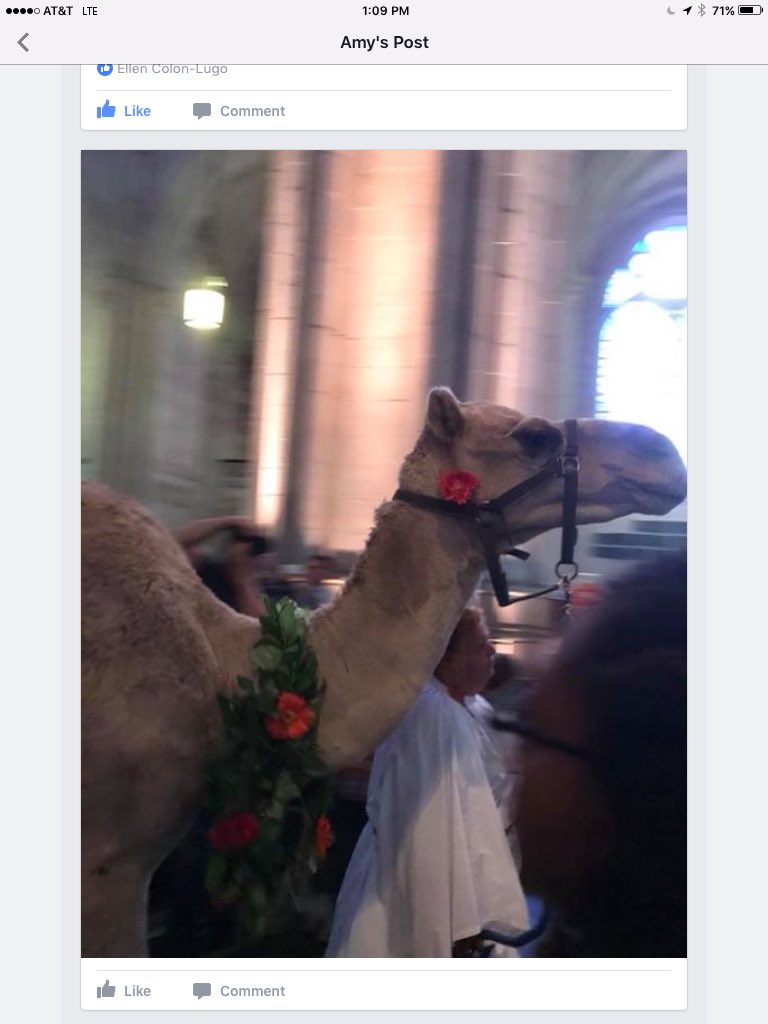Ecl99NY's tweet photo. @keancarmi even tho it's nowhere near #HumpDay I just had to share @StJohnDivineNYC mass for St. Francis and the animals #EarthMass https://t.co/c83Pk6Aihs