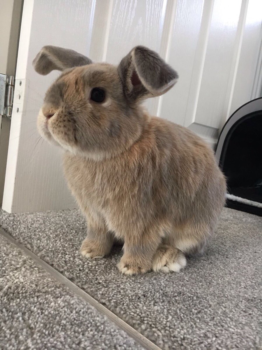 darrenpclarke's tweet photo. @PetsatHome my wonderful bunnies Freddie and Smokey #VIPOct2017 https://t.co/6AHfZnLYbf