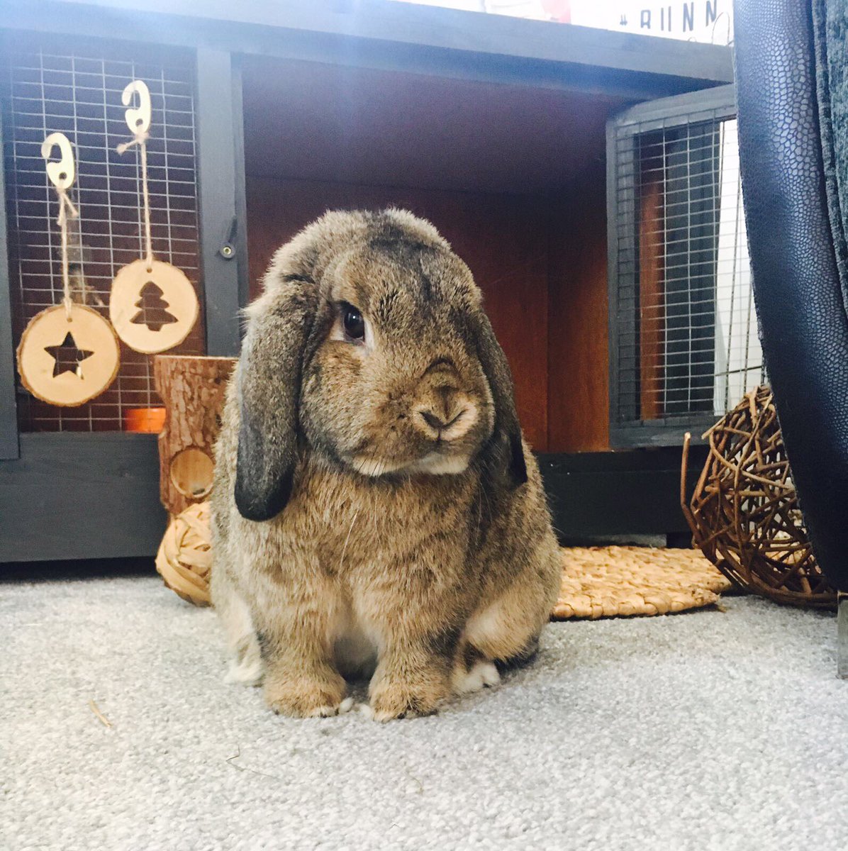 darrenpclarke's tweet photo. @PetsatHome my wonderful bunnies Freddie and Smokey #VIPOct2017 https://t.co/6AHfZnLYbf