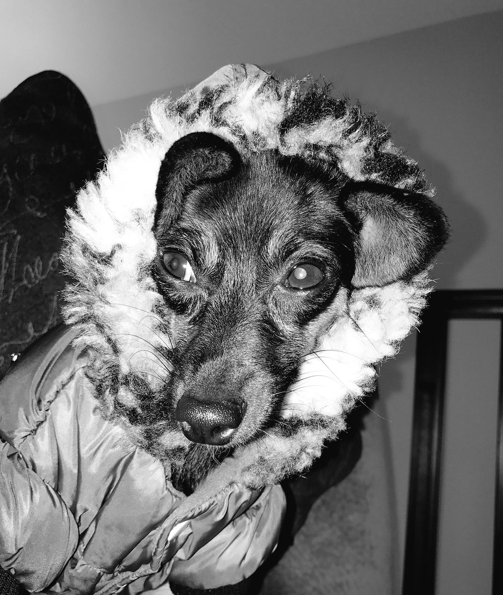 ParkertheGoodle's tweet photo. Winter weather warning on October 1st!!! #cringe #poorpup https://t.co/vkfigPFKzm