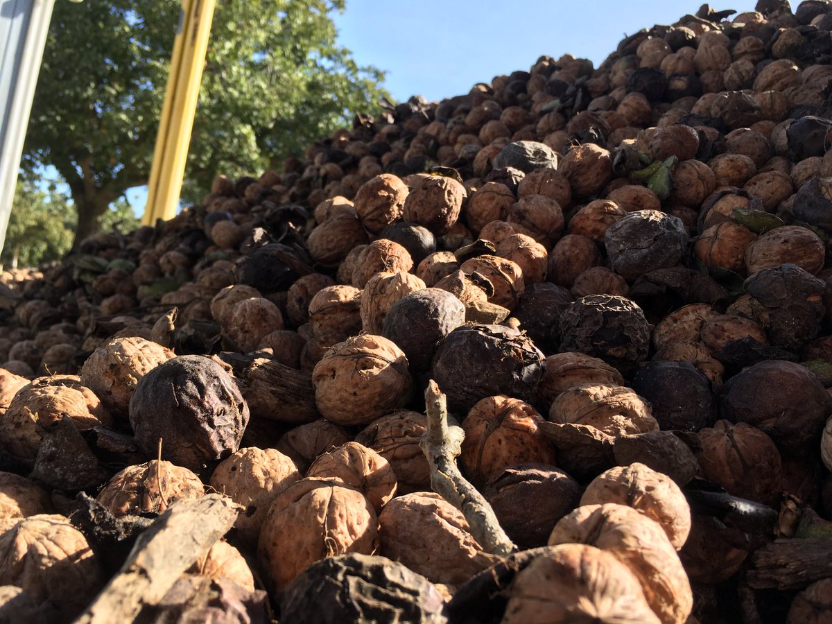 DavinNorene's tweet photo. #CaWalnuts! #farming #harvest2017 #nodaysoff https://t.co/Bz07UrOPcB