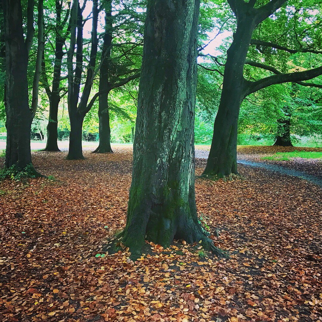 BeckiHall's tweet photo. It's 1st Oct-Which means the @Ronhill_UK #RunEveryDay #OctoberChallange! Those autumn leaves made it worthwhile. 4miles 👌🏼🏃🏻‍♀️🍁🍂 #runhappy https://t.co/S4kSWhQEmI