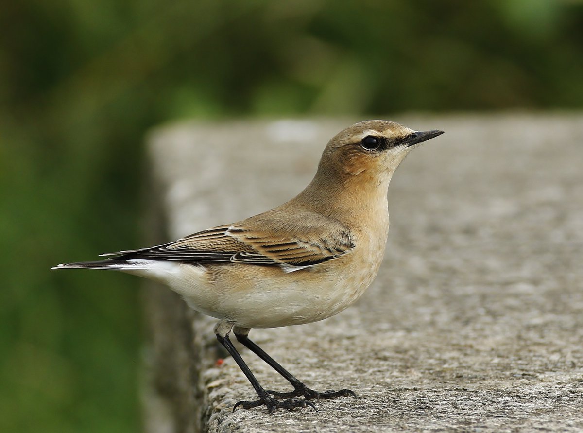 markyfullerton's tweet photo. One of four wheatear around trow area this pm @NewNature_Mag @DurhamBirdClub @NatureUK https://t.co/3RdaWKWoa4