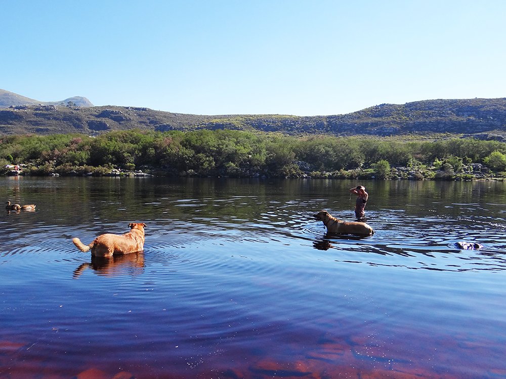 mountncreatures's tweet photo. What Hiking With Dogs Has Taught Me About Life  https://t.co/IQDcnGtVs8 @runnersworldza @TrailMagazine #mountaincreatures #capetown https://t.co/41bmDCn0va