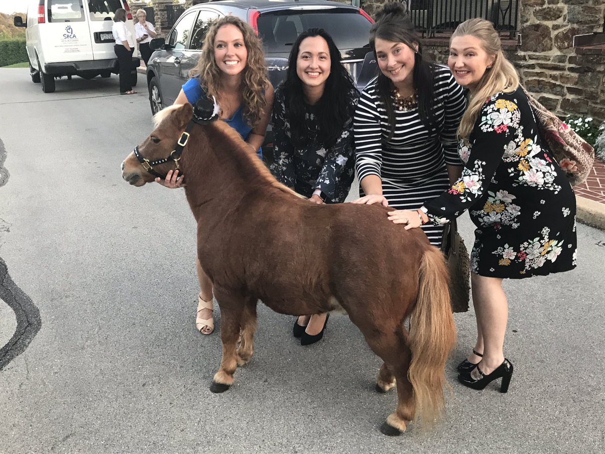 KMah05's tweet photo. Had the privilege of supporting @YorkCountySPCA on Friday at Meet the Pets Live! #lilsebastian #tinyhorses https://t.co/Wf63gD4kiV