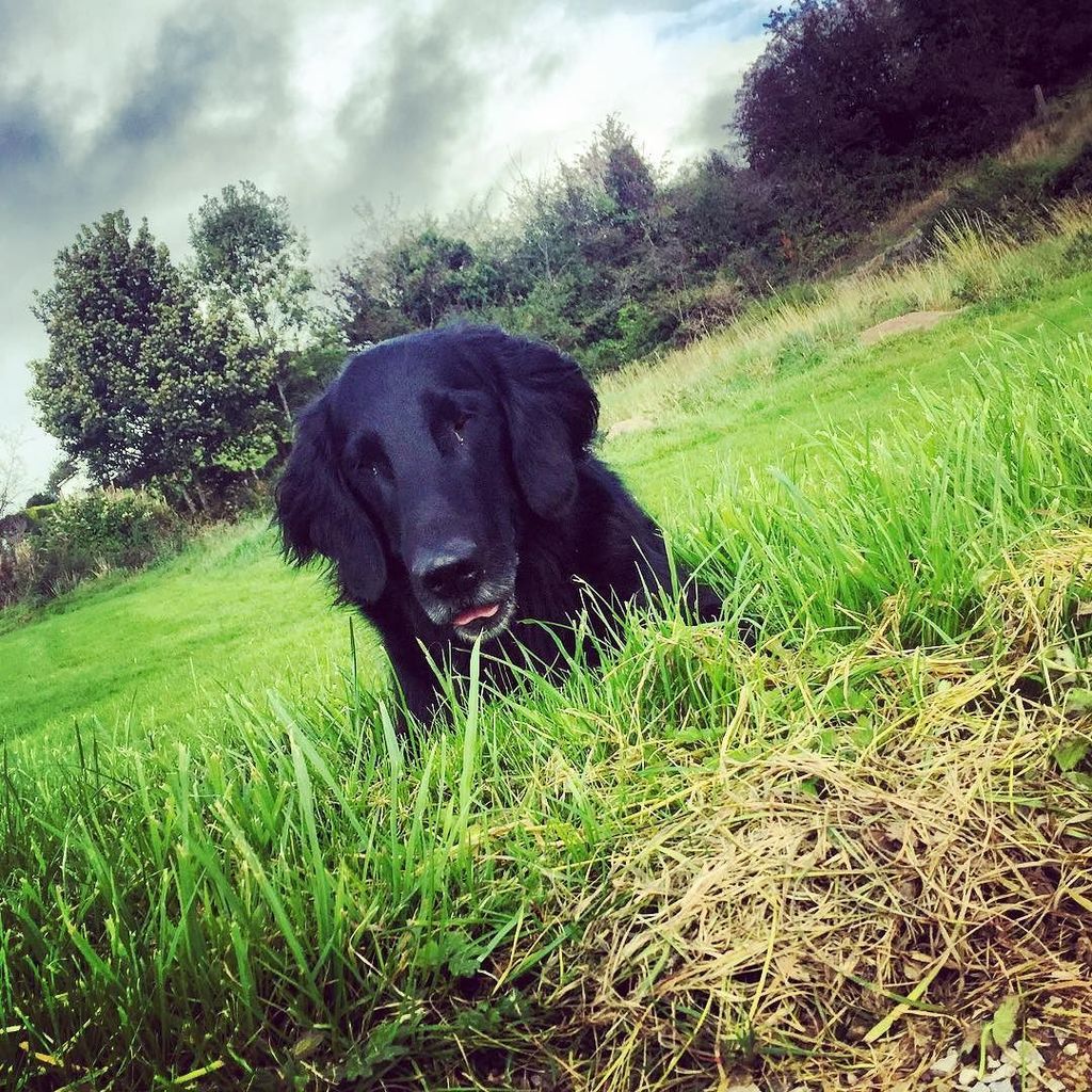 adigital_andrew's tweet photo. Just throw it! #flatcoatedretriever #flatcoat #flatty #flatcoats #flatcoatsofinstagram #flatcoatsoftheworld #flatc… https://t.co/E5vxG9CNpd https://t.co/XCEVHRxz2z