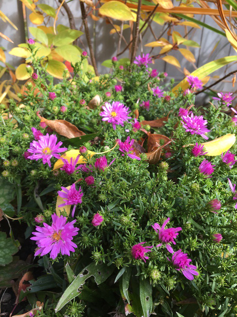 wsquareddesign's tweet image. The dependable Fall Aster Aster dumosus &apos;var&apos; brighten an October morning. #yycplants