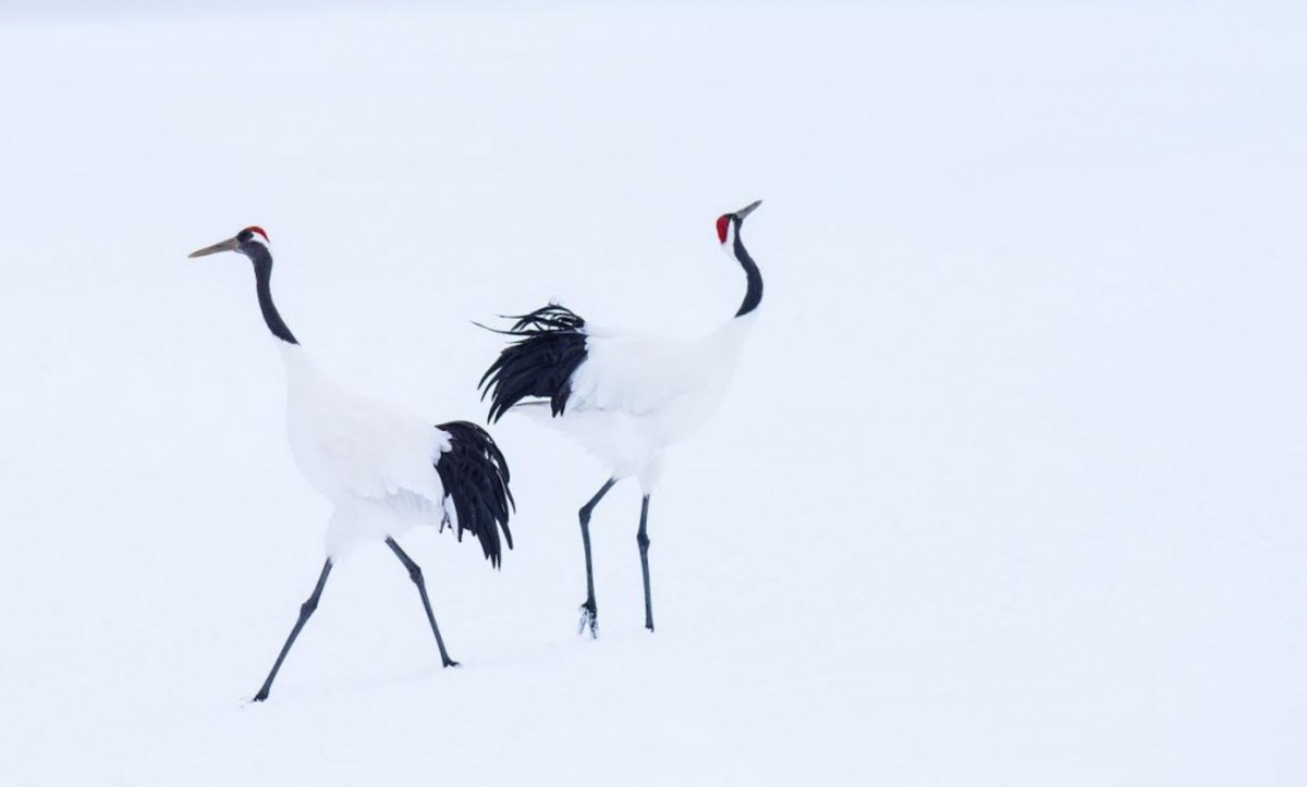 RotellaGallery's tweet photo. 'Hokaiddo' by #DavidYarrow
@David_Yarrow @NikonEurope #Nikon #Nikonambassador #cranes #Japan #SoHogallery #RotellaGallery #wildlife #NYC https://t.co/GiefGAKMUx