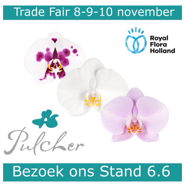 Pulcher2's tweet photo. RoyalFloraHolland Trade Fair. Bezoek ons stand 6.6. https://t.co/lcxzb3wXbH