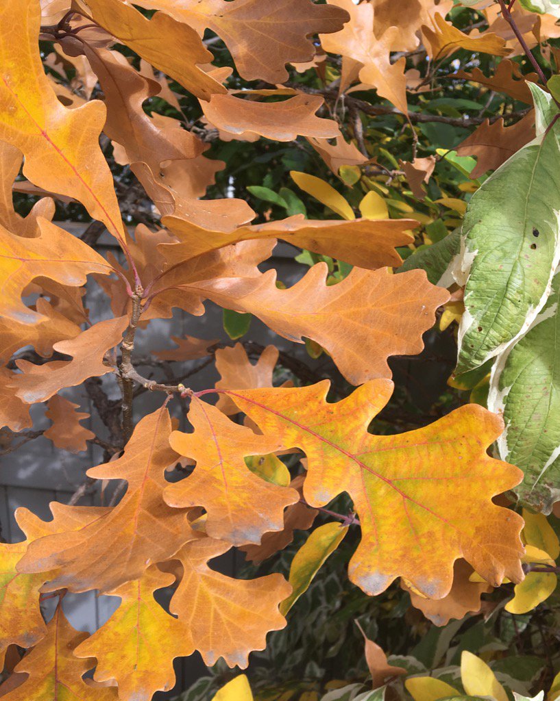 wsquareddesign's tweet image. Nothing like the colors of the oak leaf Quercus macrocarpa to herald in sweater weather.  #yycplants #sweaterweather