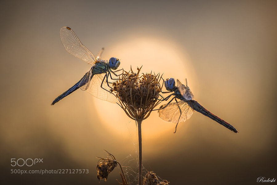 Le dicate luci dell'alba by Radeski #timbeta #timbetaajudatimbeta #timbetalab #BetaAjudaBeta #OperaçãoBetaLab #betaseguebeta #BETAAJUDABETA…