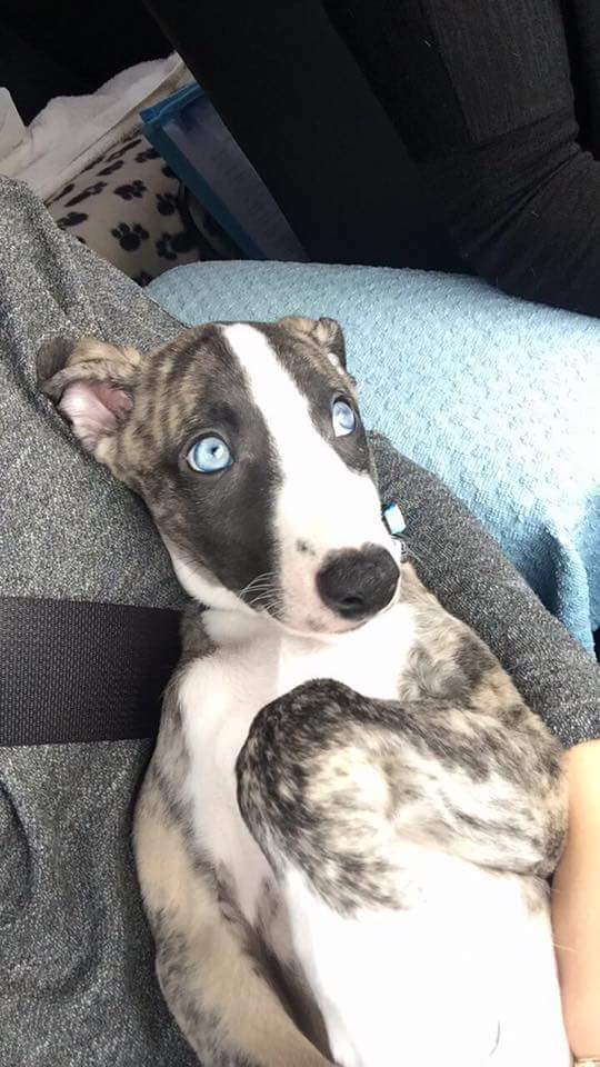 Saga_Says's tweet photo. Guys let me introduce you to  Marble #MyReasonFor adopting a rescue again https://t.co/sx2VYXP8SC