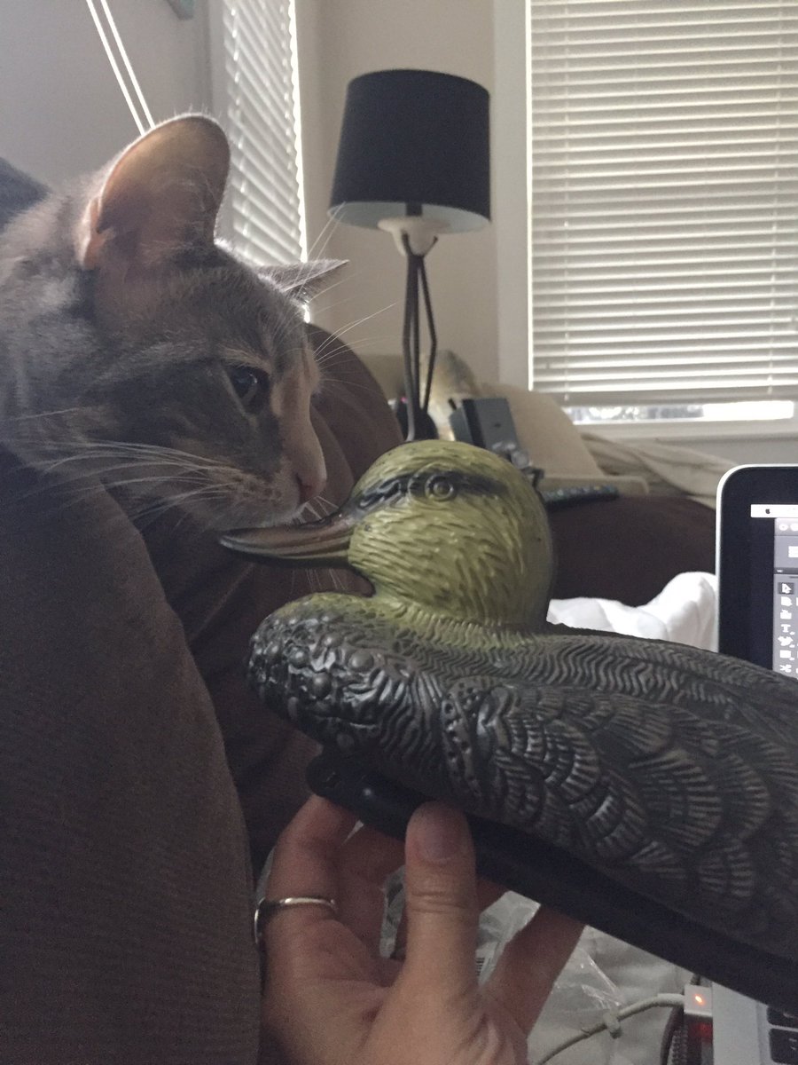 eva_dondero's tweet photo. And the drunk Amazon orders continue https://t.co/rBNyQyfjCZ