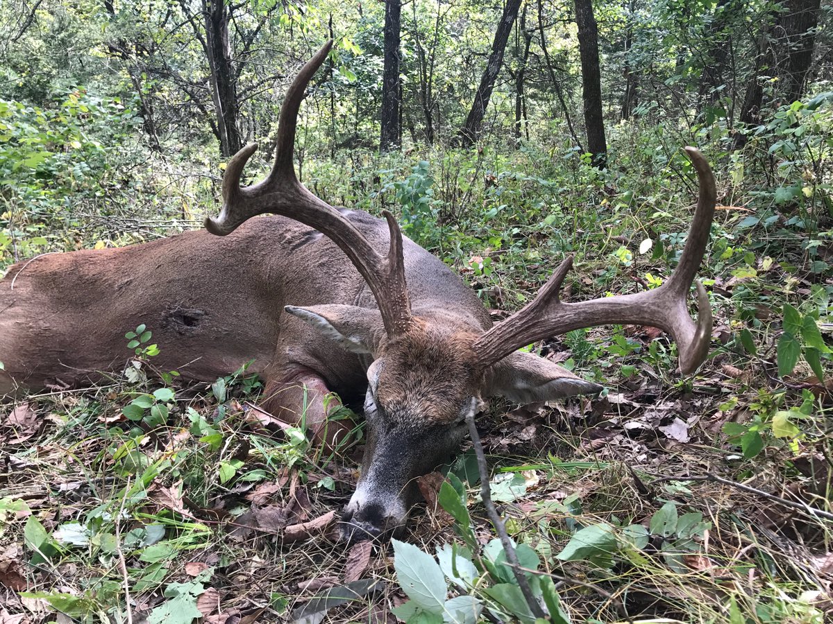 DruryOutdoors's tweet photo. @TaylorDruryDOD got it done in MO w/ her @PSEBows Premonition🏹 This 7.5 yr old we named "Forky the Pig" gave her an 18 yd shot+epic footage! https://t.co/83Xn8XJDYt