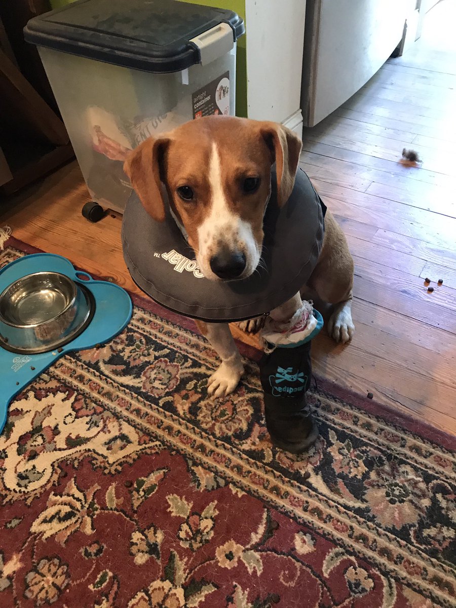 OanaBrooks's tweet photo. One cone down, bandages partly chewed...time for a new approach #inflatablecollar #itsgonnabealong6weeks #helpme #passthewine #rescuedog https://t.co/sH2gSJyOFf