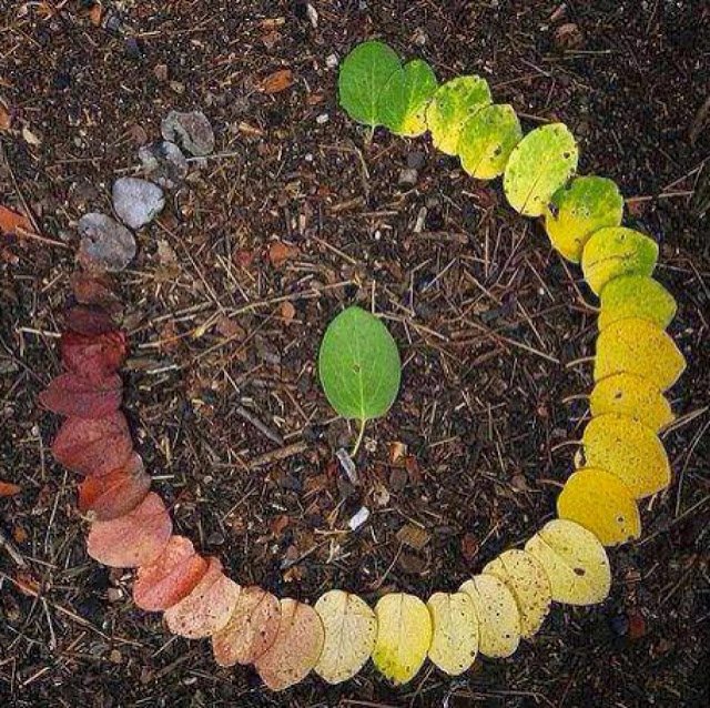 OtroBichho's tweet photo. Al cubrir con compost el suelo afectado por incendios, se da humedad y protección; pero no se restaura la capa vegetal, #BioUSFQ #composting https://t.co/wkMoenaPER