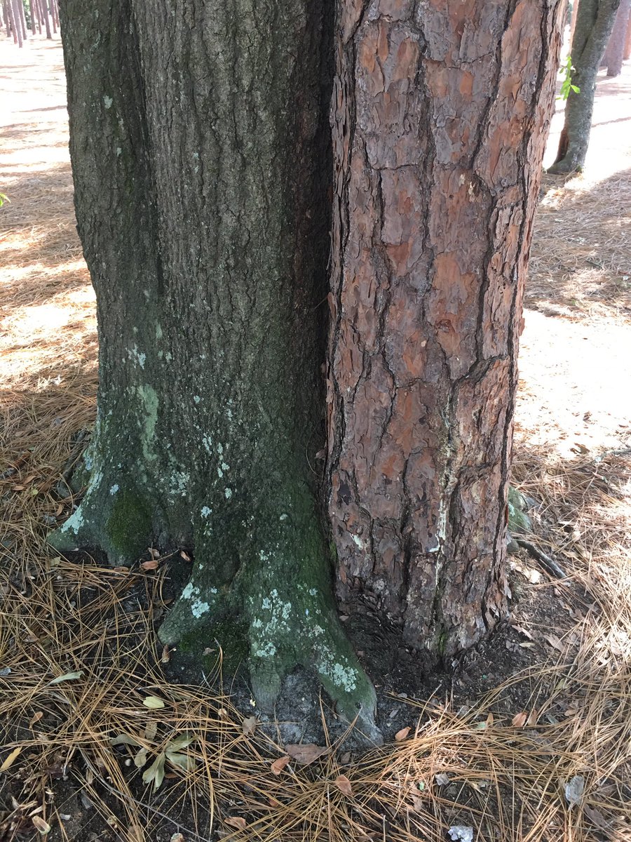 designbabejones's tweet photo. The tender embrace of trees. #trees #lovertrees #sundaystroll https://t.co/6AdpWxuaSn