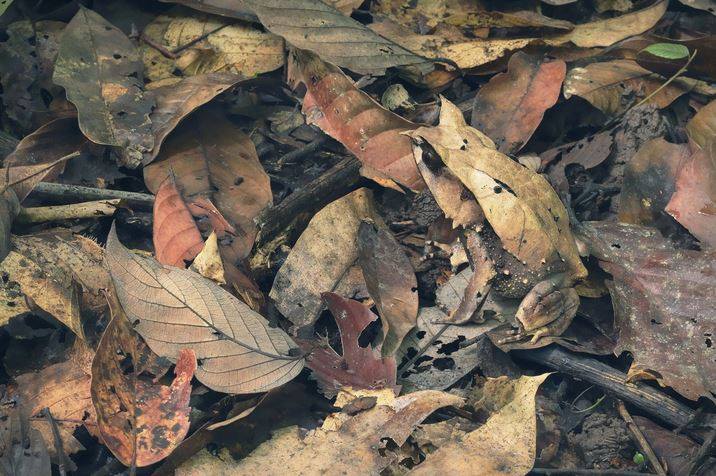 Strange_Animals's tweet photo. The Malayan leaf frog of Southeast Asia. Can you spot it?

(Photo: Tim Flach) https://t.co/BWQpnHYH41