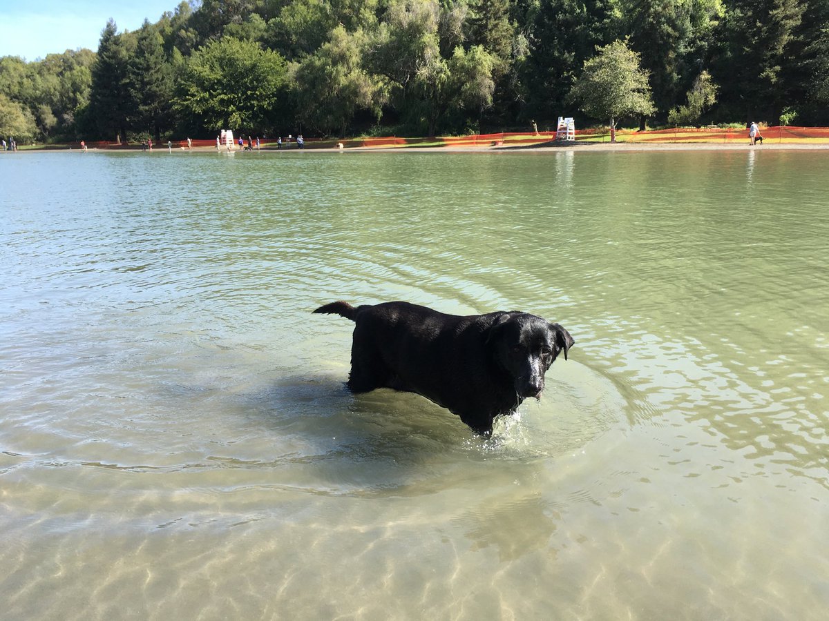 ppayne's tweet photo. Molly's lovin' life @SonomaParks foundation #Waterbark event https://t.co/zBXrrO7cqs