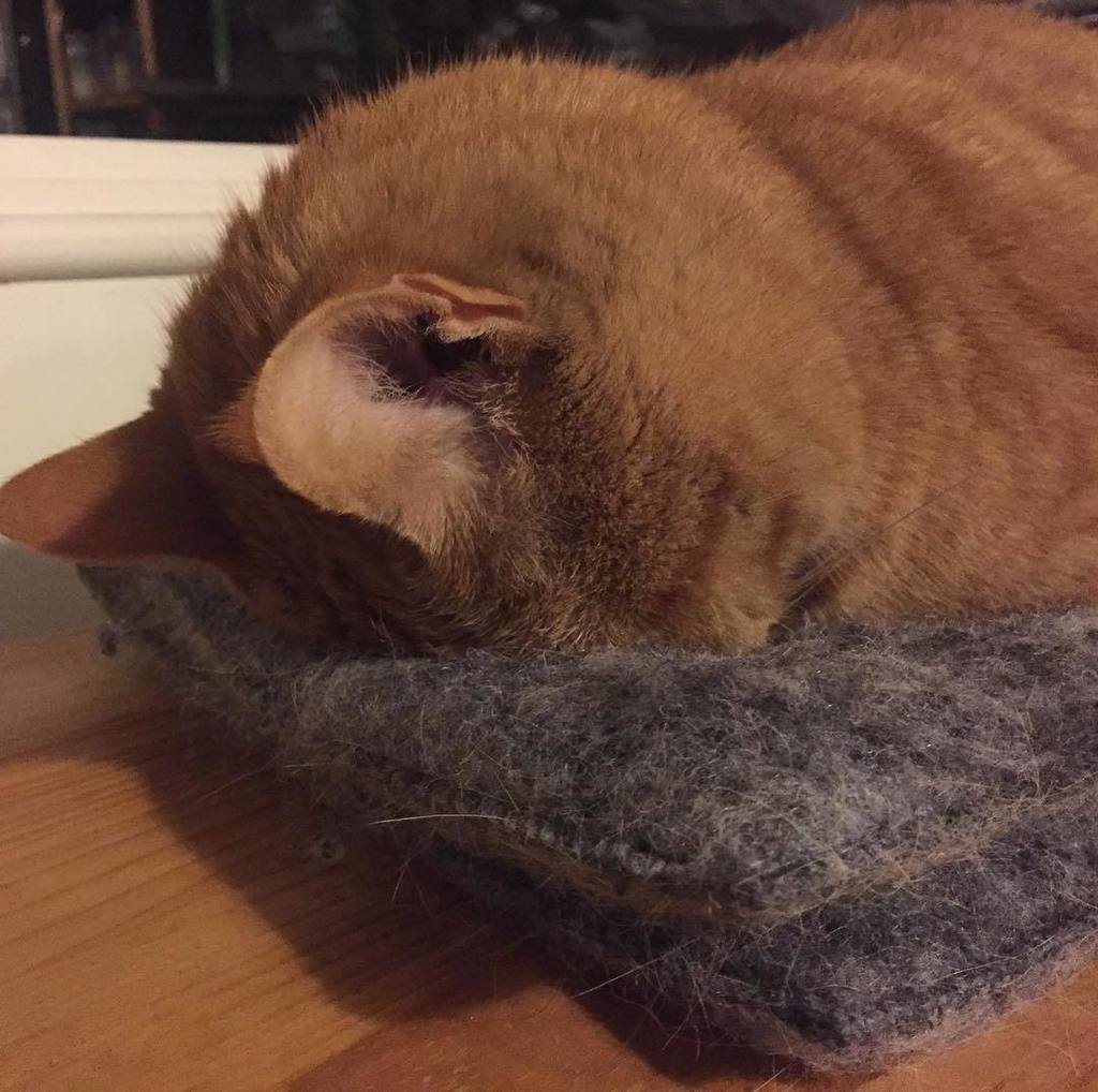 OurCatGodfrey's tweet photo. Some days... #snoozykitty https://t.co/gbcBzHK0rs https://t.co/IkgSYwFuQa